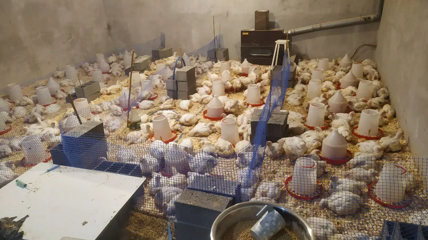 مرغ سبز ارگانیک|حیوانات مزرعه|بابلسر, |دیوار