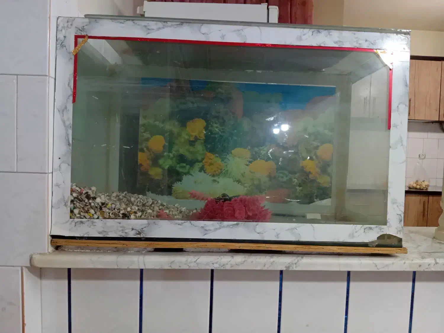 آکواریوم یک متر در ۶۰سانت|ماهی|نسیمشهر, |دیوار