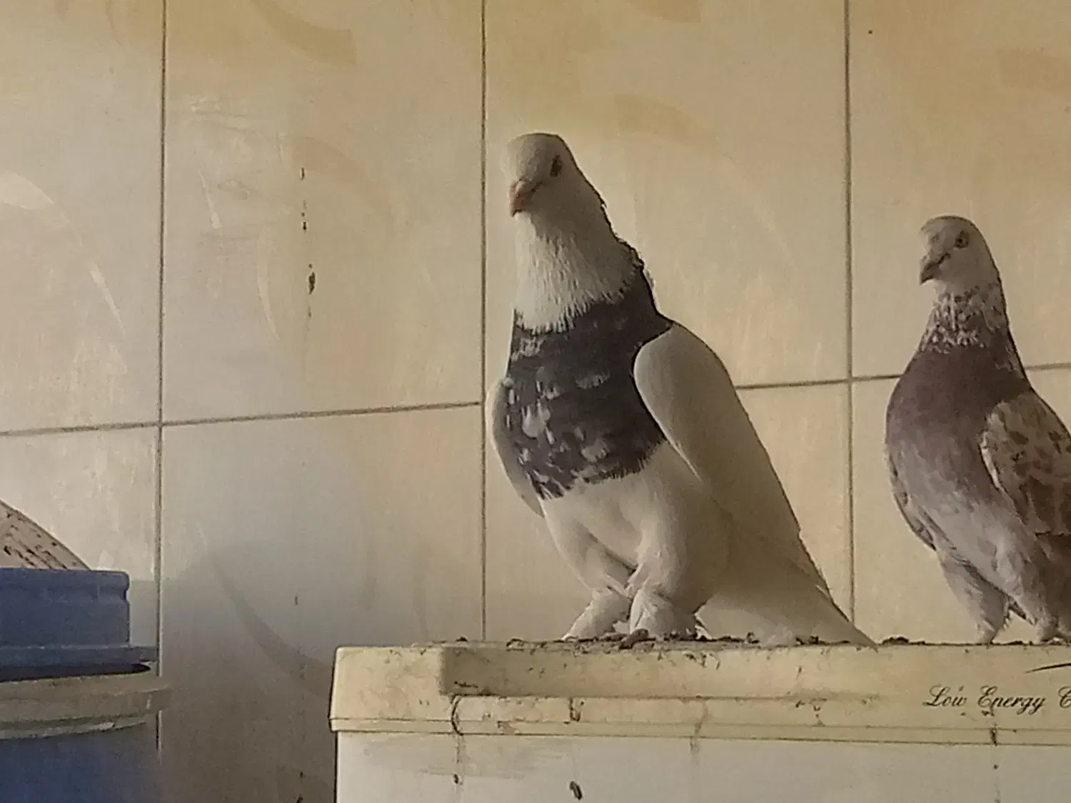 طوقی سرور|پرنده|قم, دورشهر|دیوار