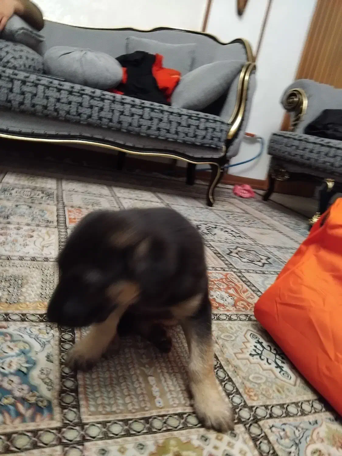 سگ ژرمن شپرد|سگ|مشهد, کارگران|دیوار