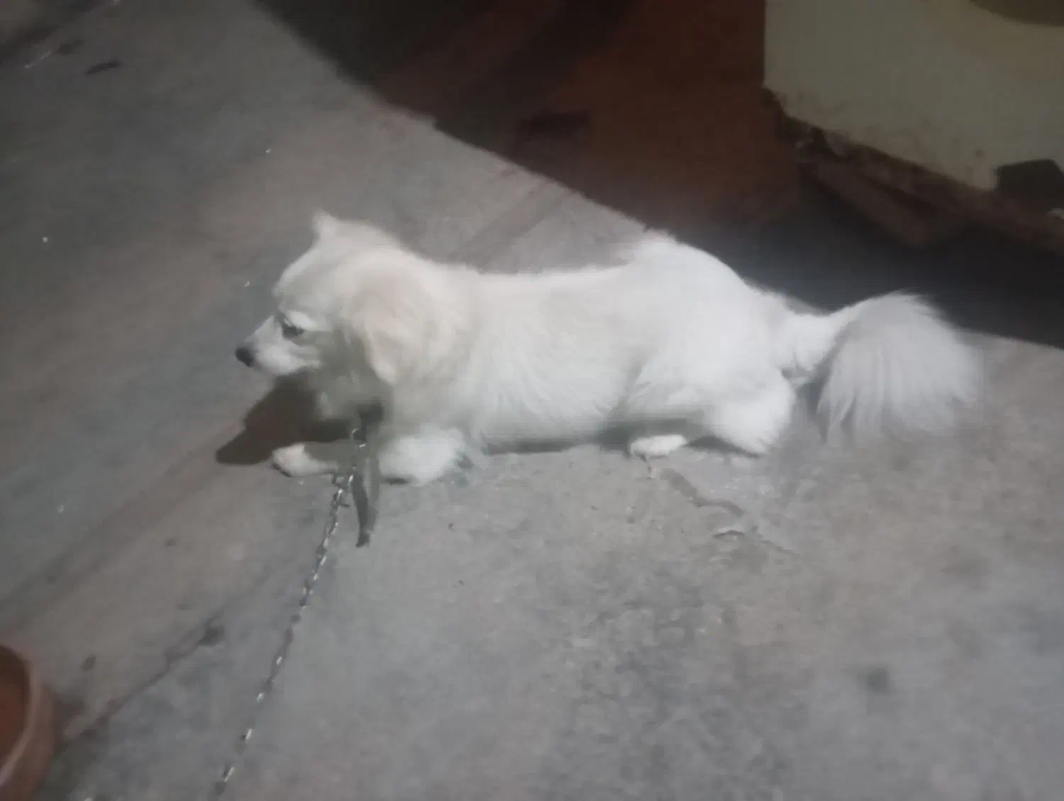 سگ پاکوتا|سگ|آزادشهر, |دیوار