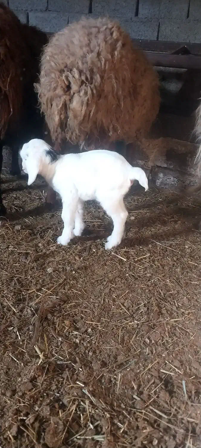 بز ننه بالا دو دندان جوان|حیوانات مزرعه|اردبیل, |دیوار