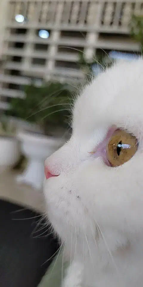 فروش به خاطر مهاجرت|گربه|سردشت, |دیوار