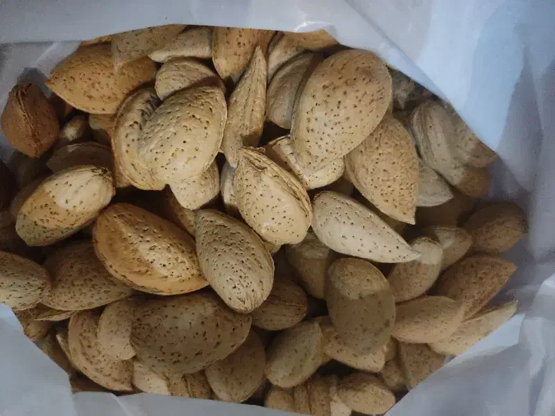 بادام درختی|خوردنی و آشامیدنی|مشهد, ابوذر|دیوار