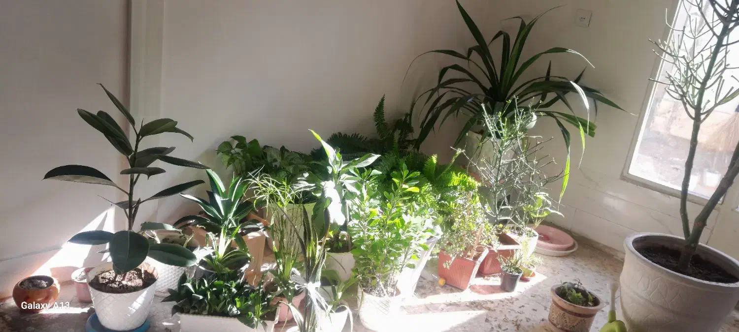 فروش گل طبیعی|گل و گیاه طبیعی|پیر بکران, |دیوار