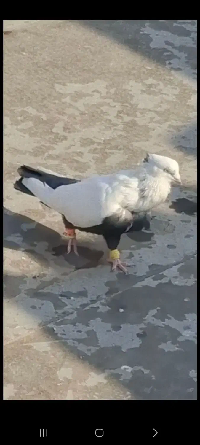 ۴تا‌کبوتر دمبی سیاه زرد قهوه ای|پرنده|تاکستان, |دیوار