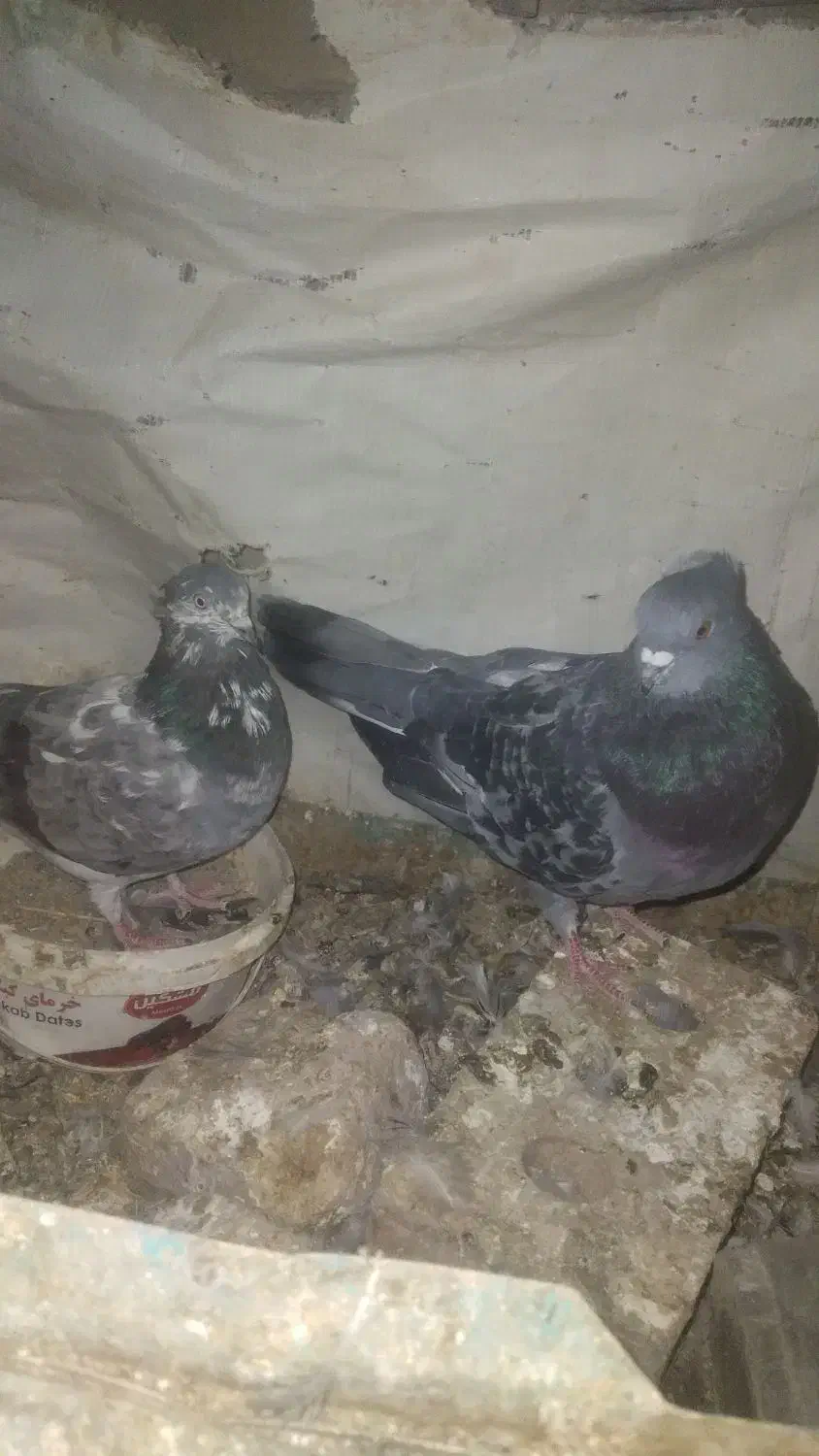 کبوتر|پرنده|کرباسک, |دیوار