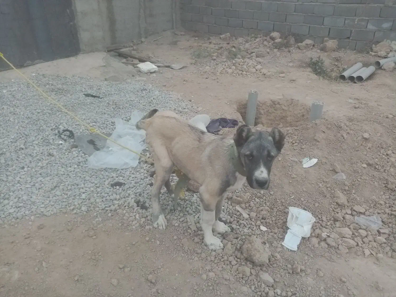 توله سگ سرابی|سگ|پیشوا, |دیوار