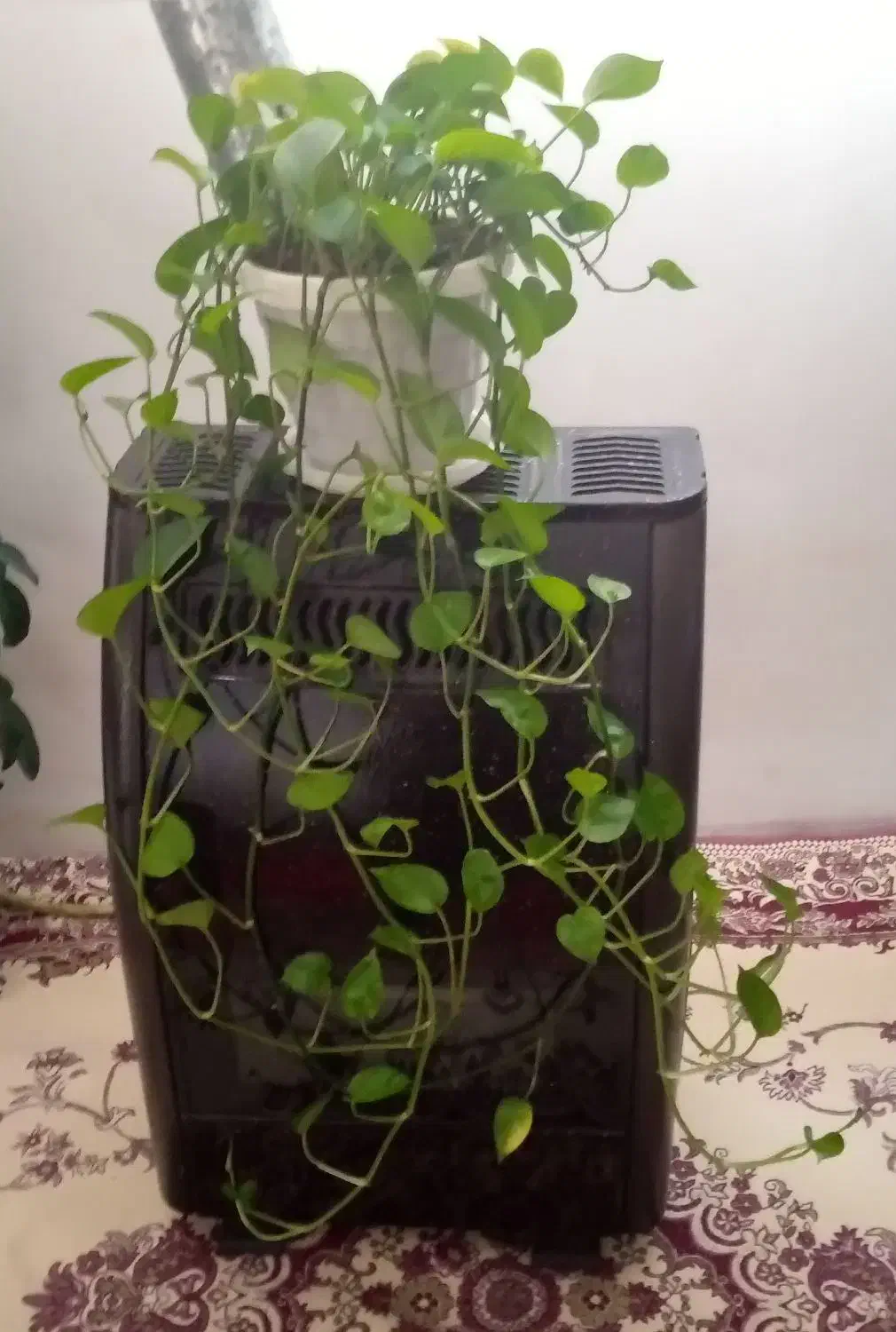 گل های آپارتمانی|گل و گیاه طبیعی|سردشت, |دیوار