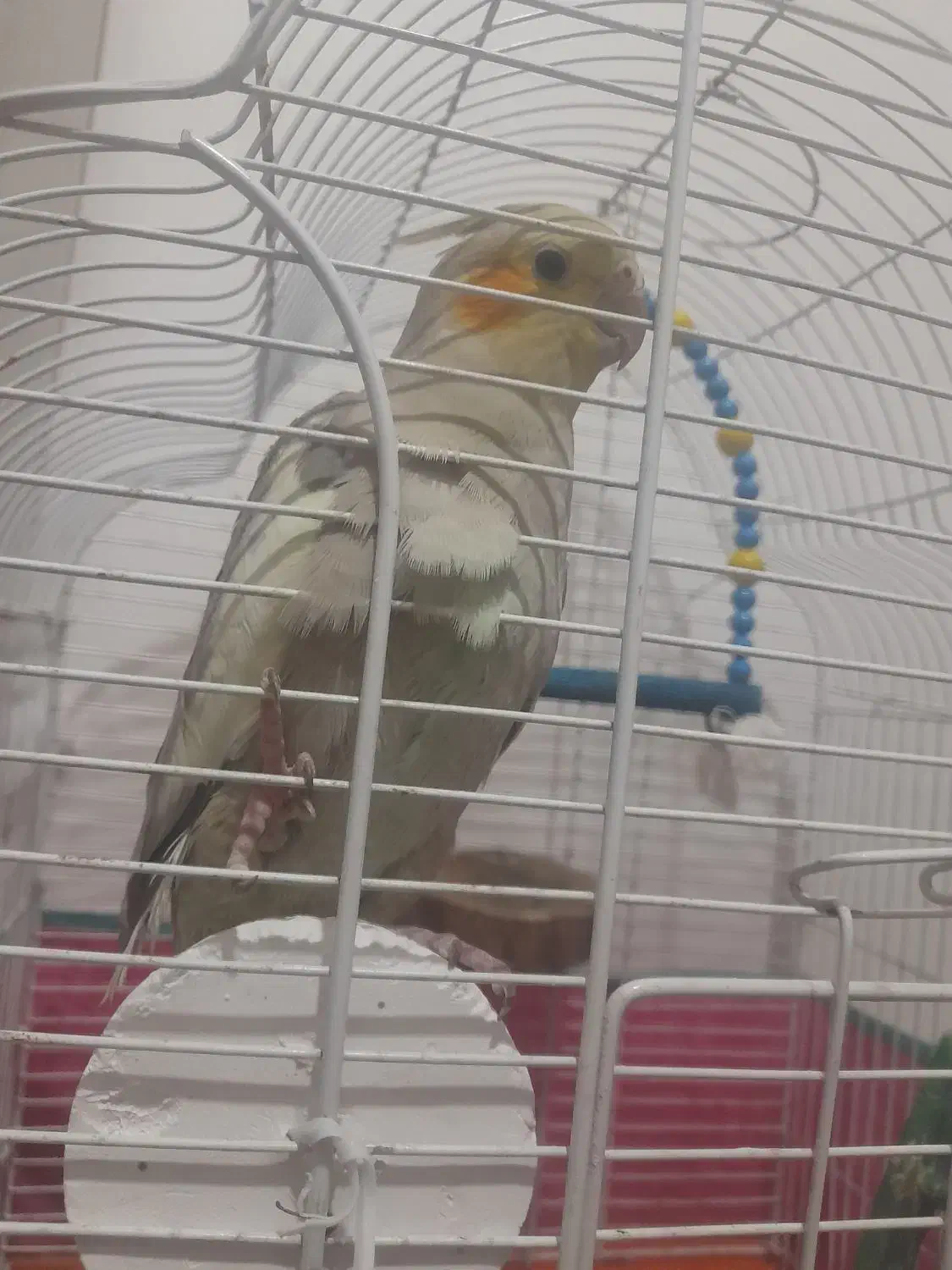 عروس هلندی|پرنده|سیاهکل, |دیوار