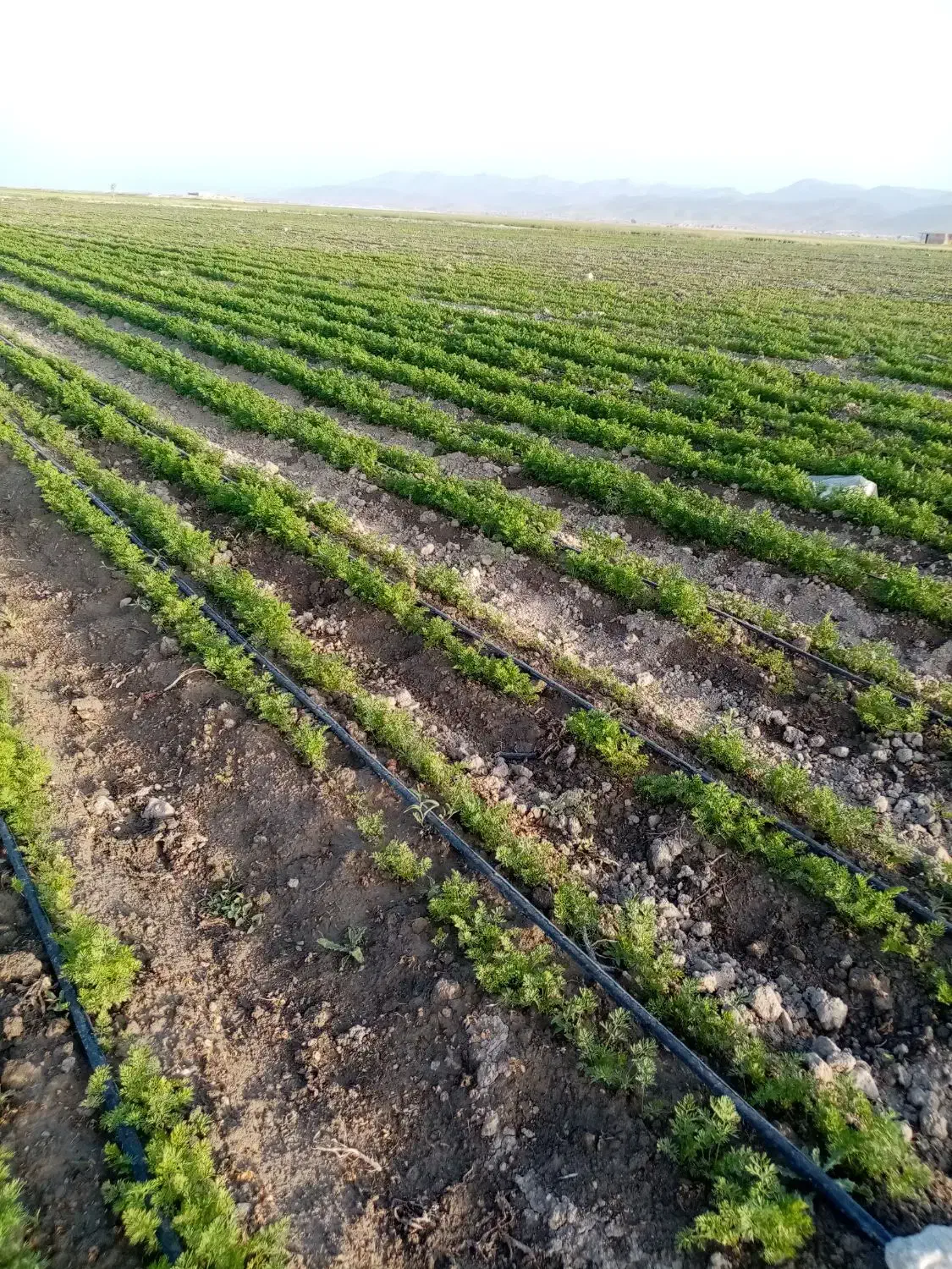 فروش ۱۵ هکتار زمین کشاورزی وگلخانه در بیضا|فروش زمین و ملک کلنگی|بیضا, |دیوار