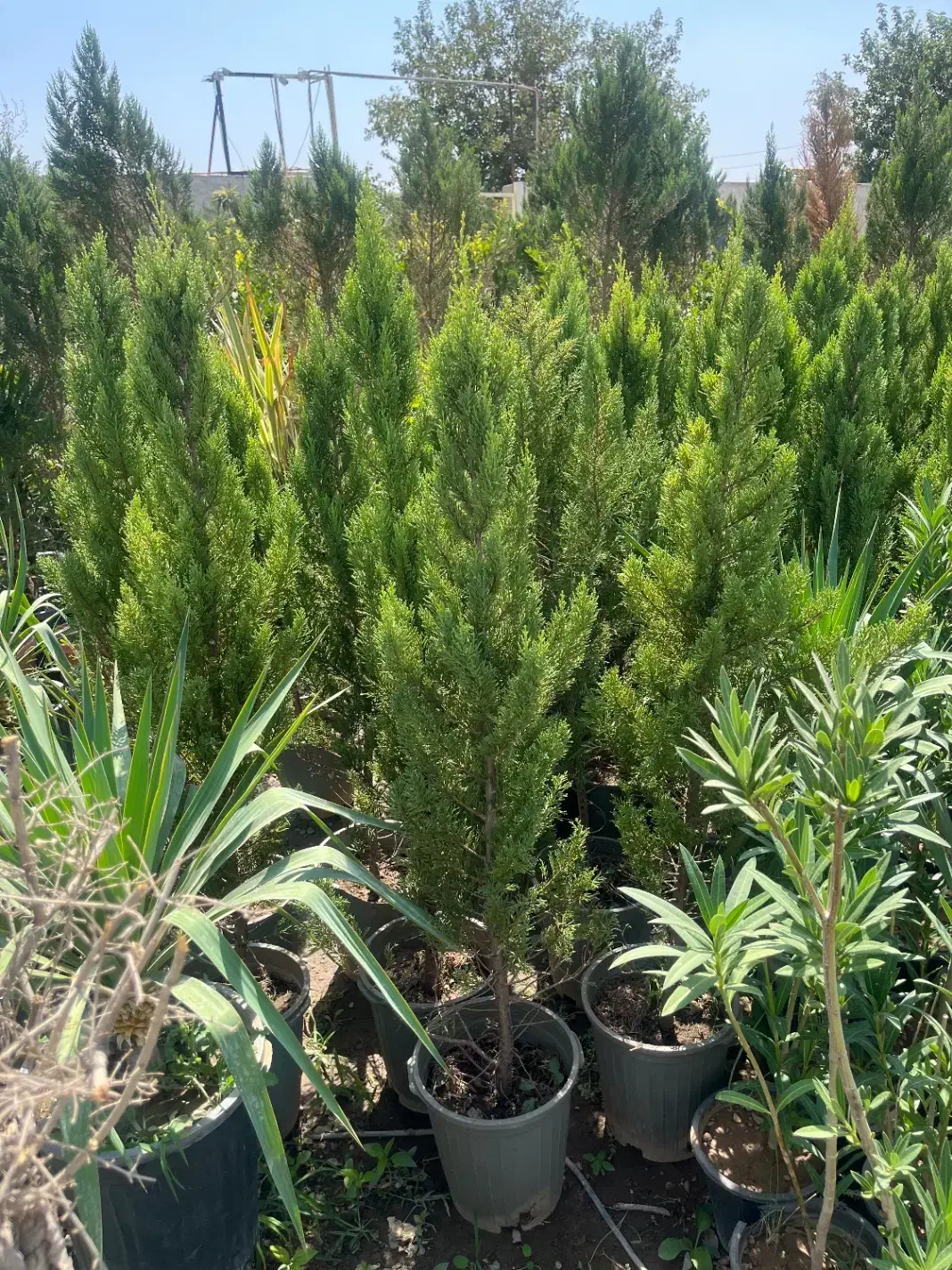 درخت کاج لاوسون فقط ۶۰۰|گل و گیاه طبیعی|تهران, شهرک دانشگاه|دیوار