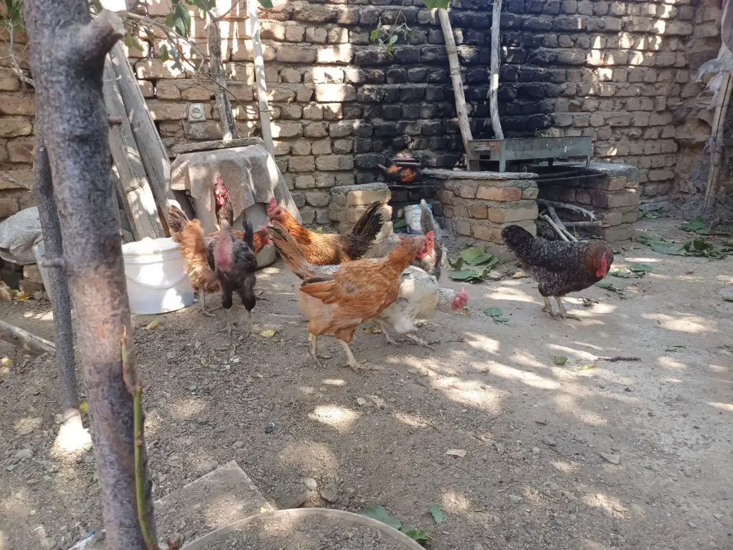 مرغ|حیوانات مزرعه|زند, |دیوار