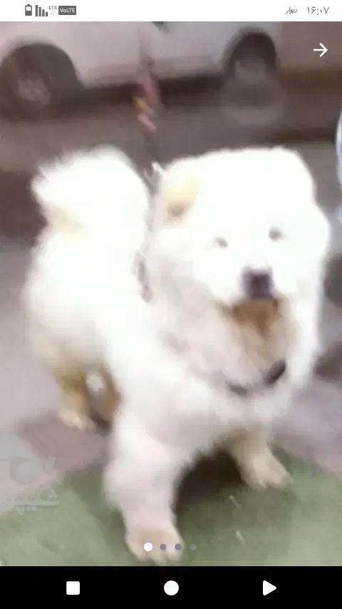 سگ چاوچاو|سگ|رشت, صفاری|دیوار