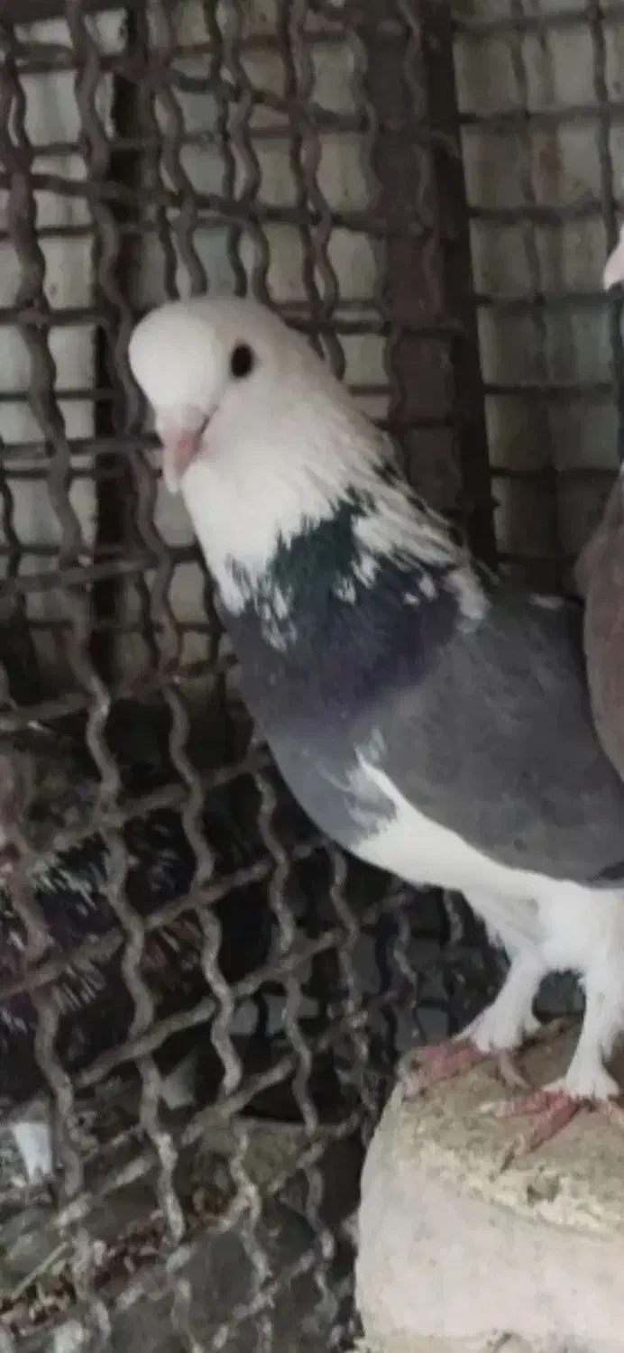 کبوتر نر شازده سبز پرشی|پرنده|فلاورجان, |دیوار