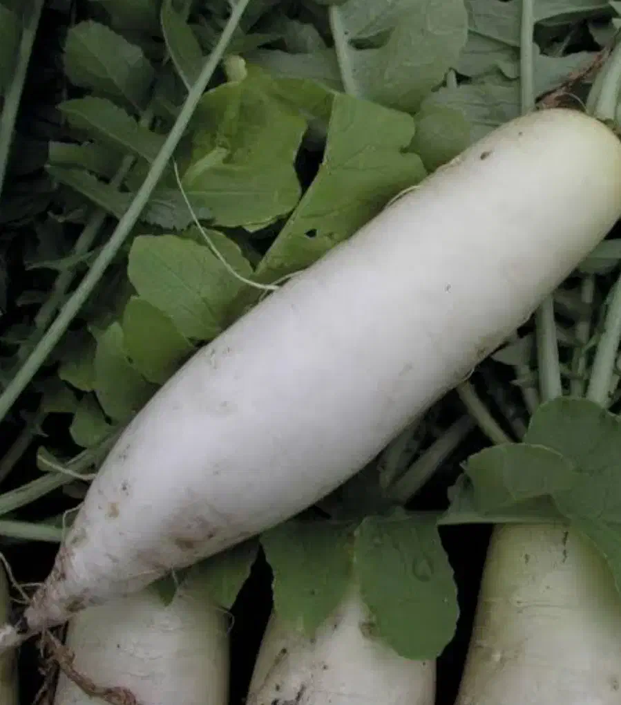 ترب سفید|خوردنی و آشامیدنی|محمودآباد, |دیوار