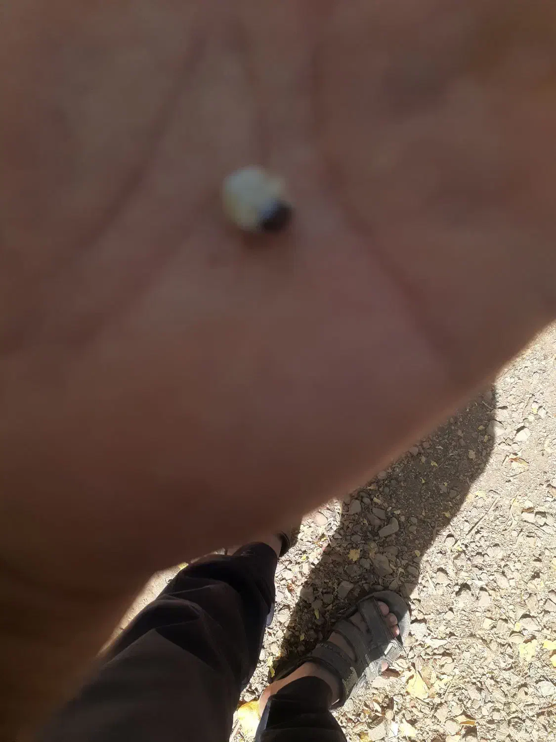 ۳ف۳|جواهرات|جیرفت, |دیوار