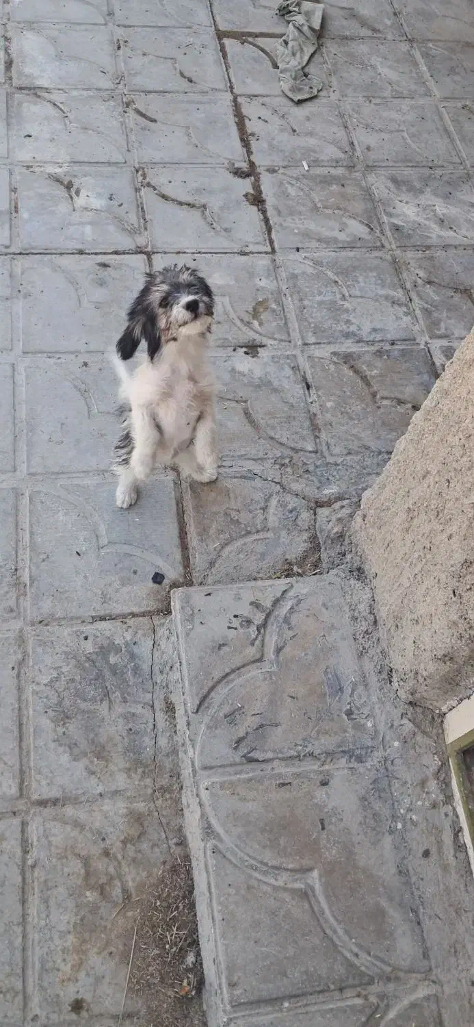 شیتزو توله|سگ|نورآباد ممسنی, |دیوار