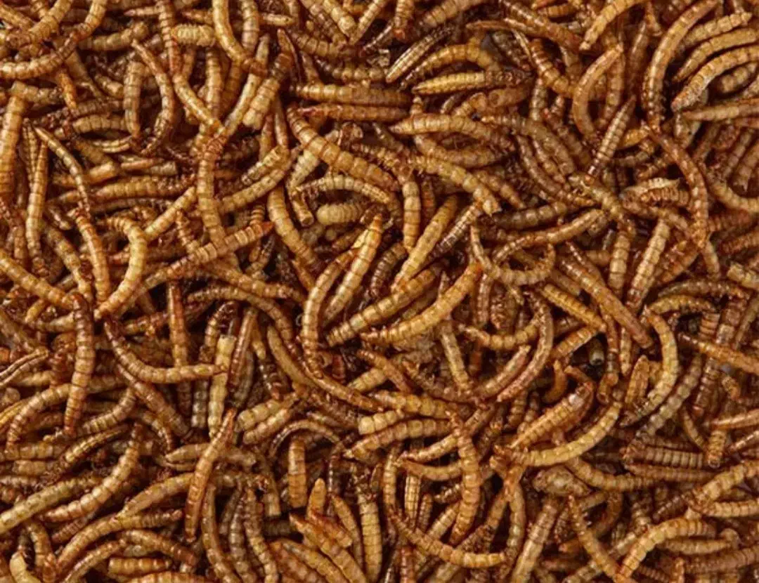 کرم میلورم|خزنده|سهند, |دیوار