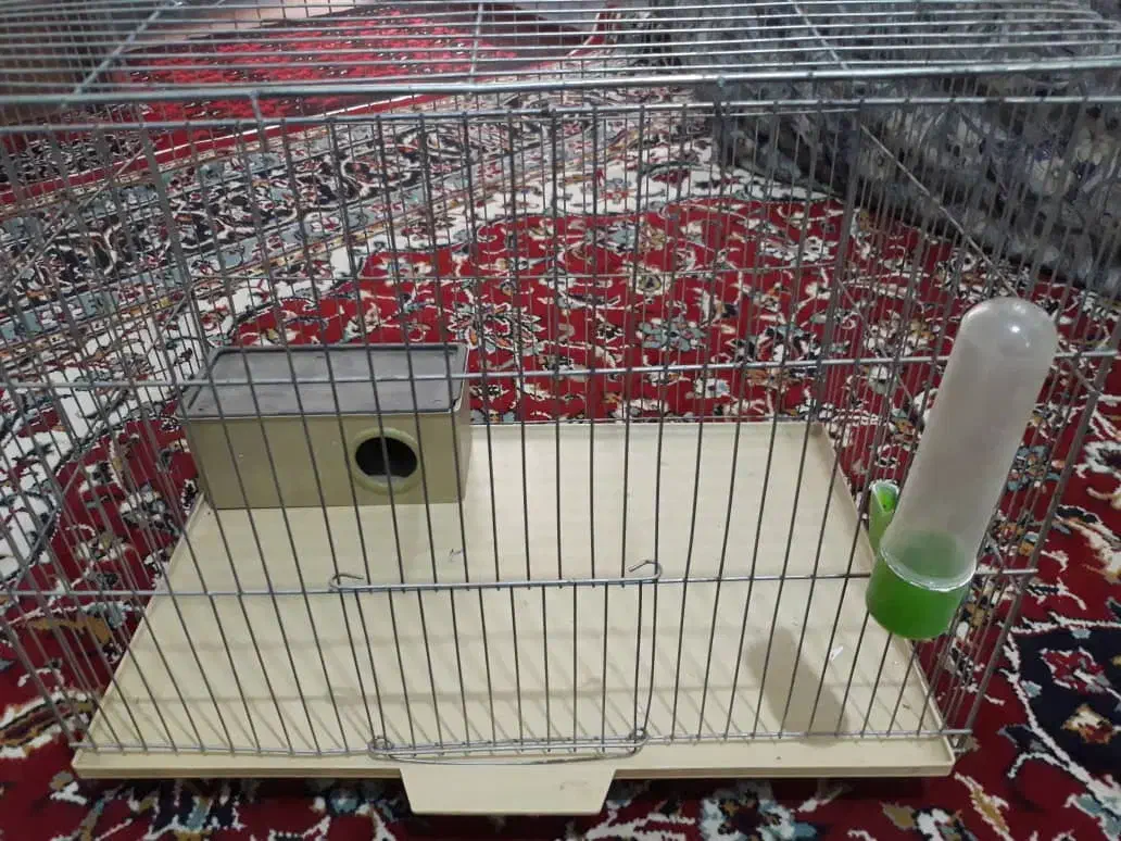 آیفون،چهار شاخه لوستر،قفسه|لوستر و چراغ آویز|نظرآباد, نظرآباد|دیوار