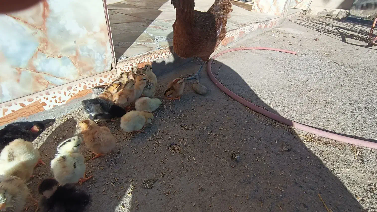 جوجه محلی سه روزه|حیوانات مزرعه|خمک, |دیوار