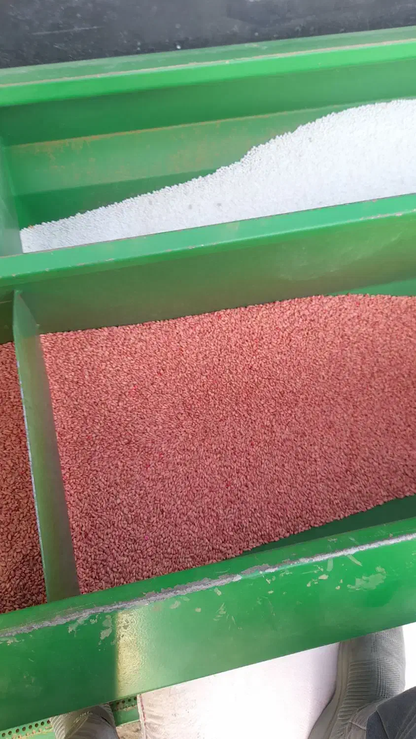 گندم آبی پیشگام مادری|گل و گیاه طبیعی|اشترینان, |دیوار