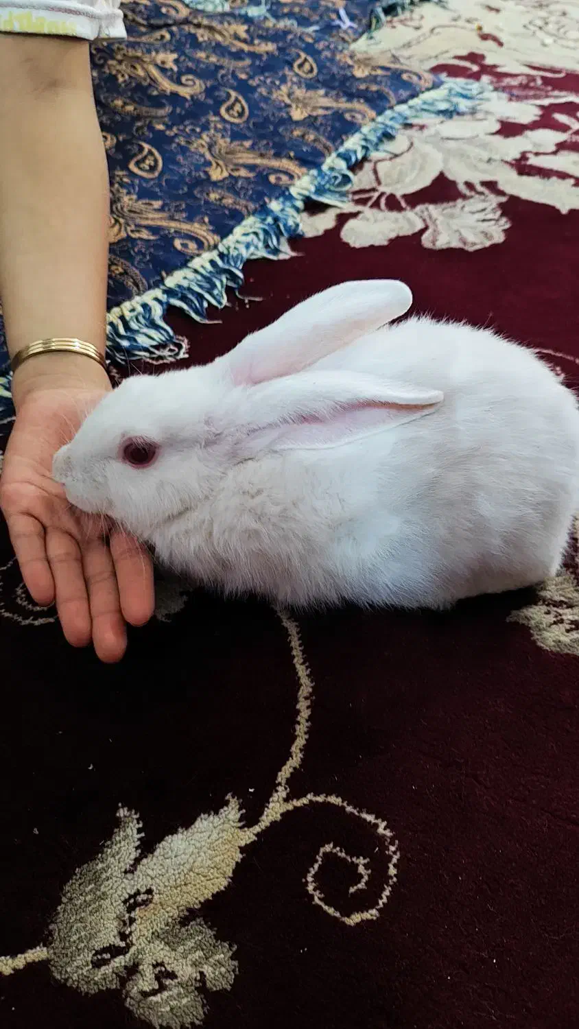 خرگوش|موش و خرگوش|بم, |دیوار