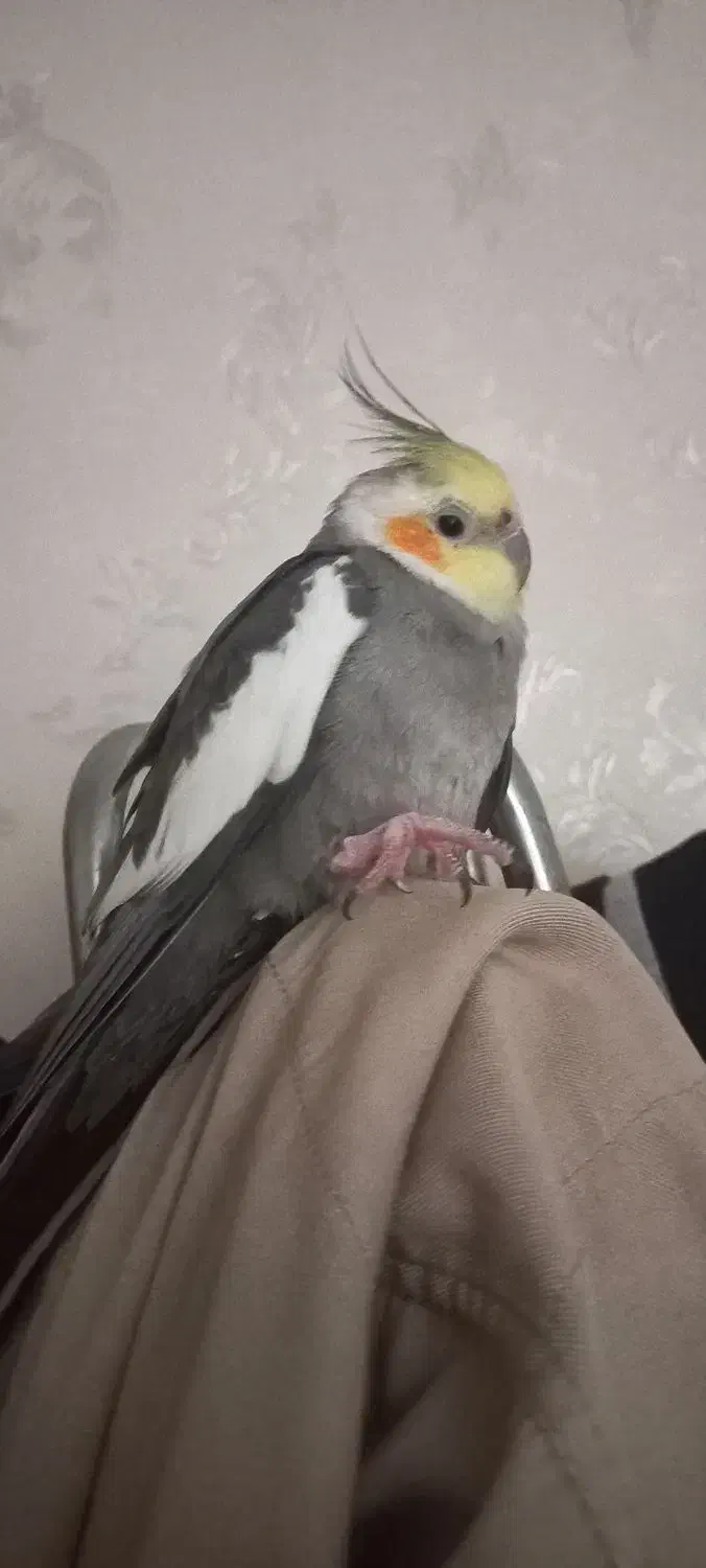 عروس هلندی گم شده|حیوانات|اهواز, کوی ملی راه|دیوار