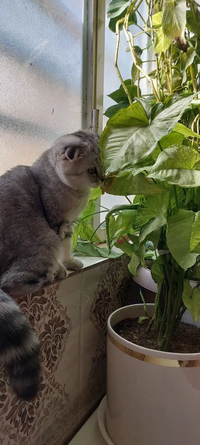 گربه اسکاتیش نر|گربه|بروجرد, |دیوار