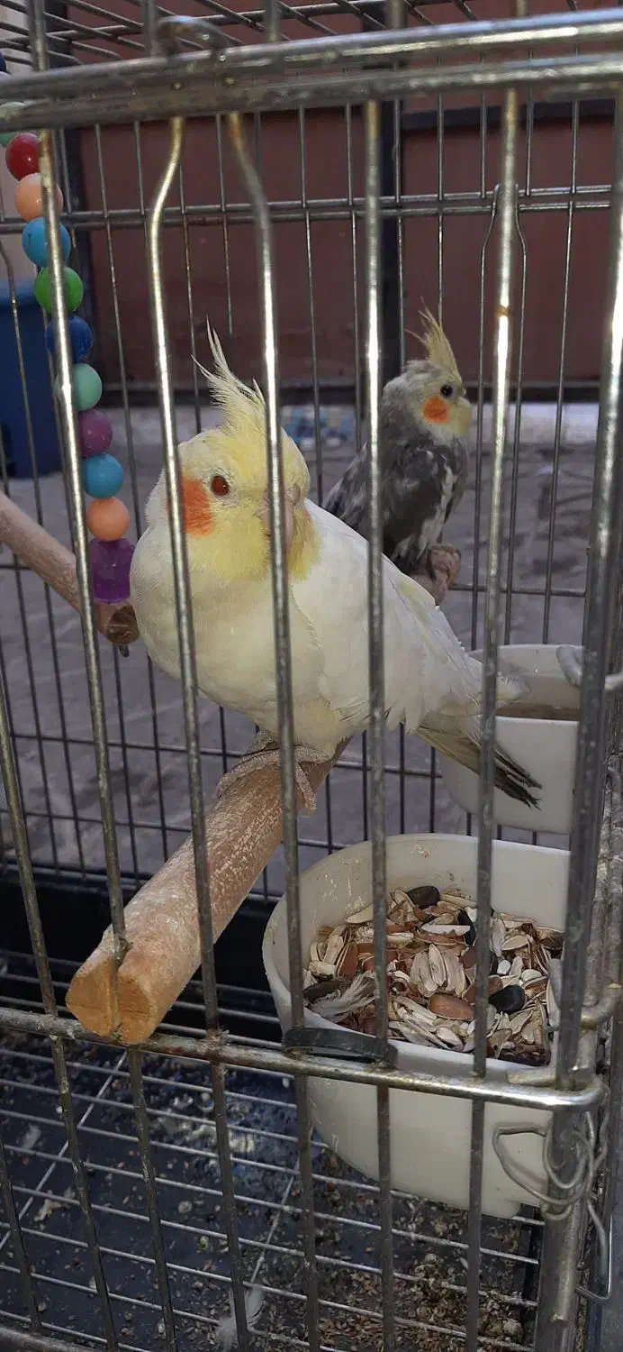 عروس هلندی ۲تا ماده|پرنده|ری, عباس‌آباد|دیوار