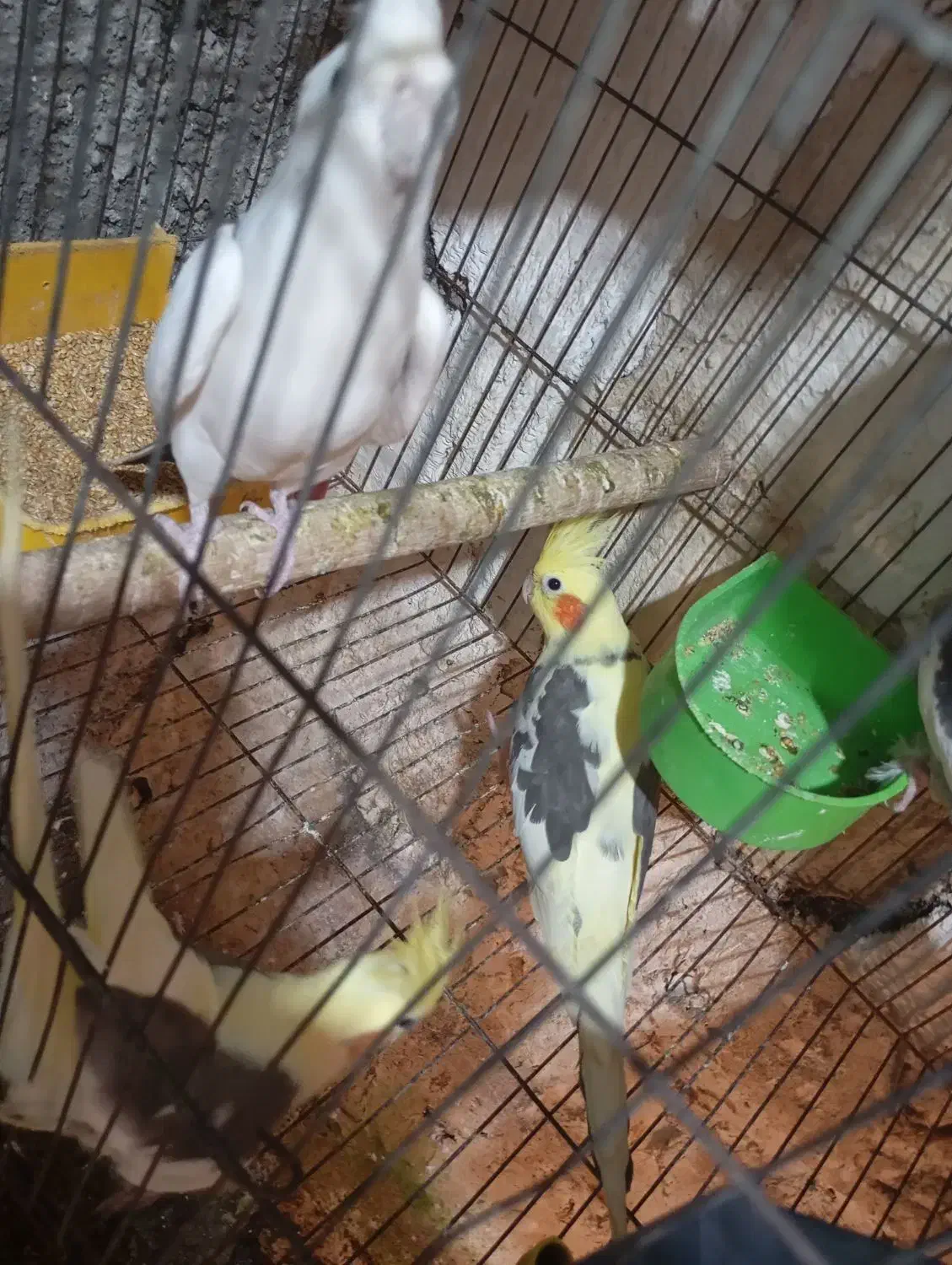 عروس هلندی سخنگو|پرنده|سنگر, |دیوار