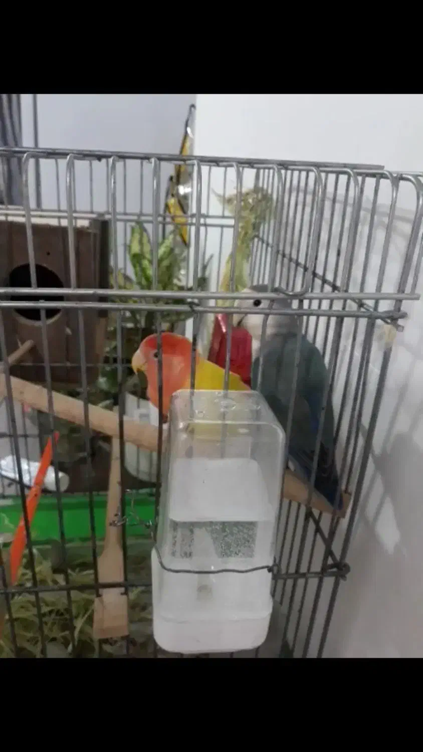 طوطی برزیلی جفت مولد و دستی|پرنده|باغستان, |دیوار