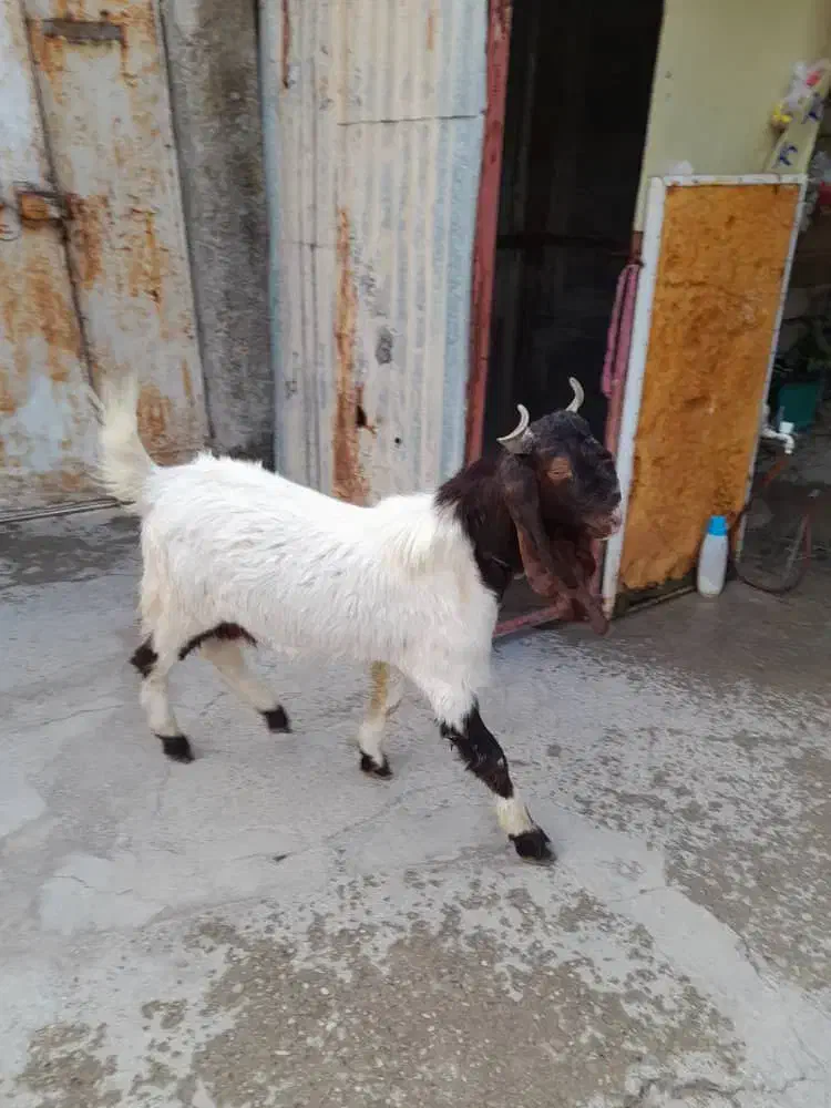 فروش|حیوانات مزرعه|آبدانان, |دیوار