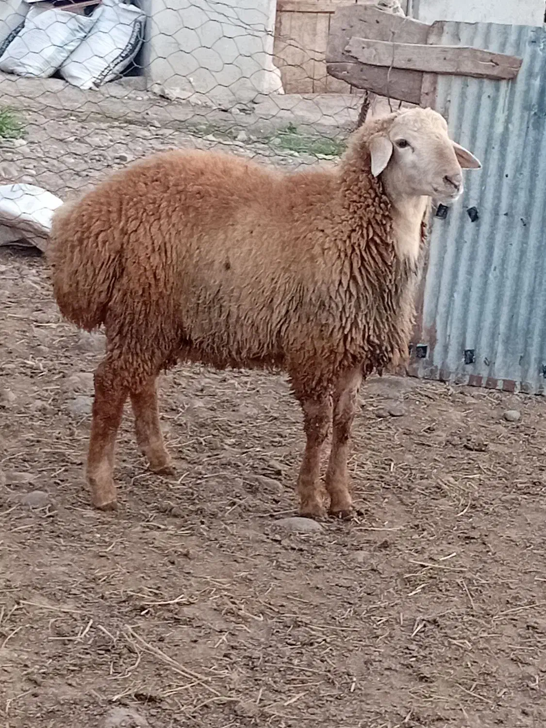 بره نر قوچی اصل دامازدخ مغانی فومن|حیوانات مزرعه|قشلاق دشت, |دیوار