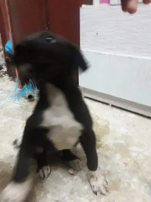 سگ نر|سگ|قوچان, |دیوار