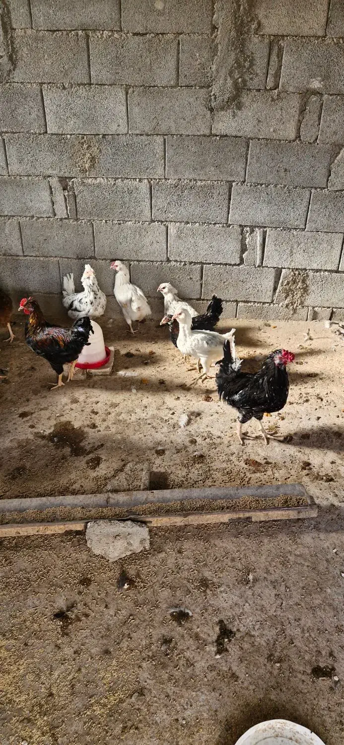 فروش جوجه  وبالغ  مرغ وخروس گلین ومحلی|حیوانات مزرعه|آباده, |دیوار
