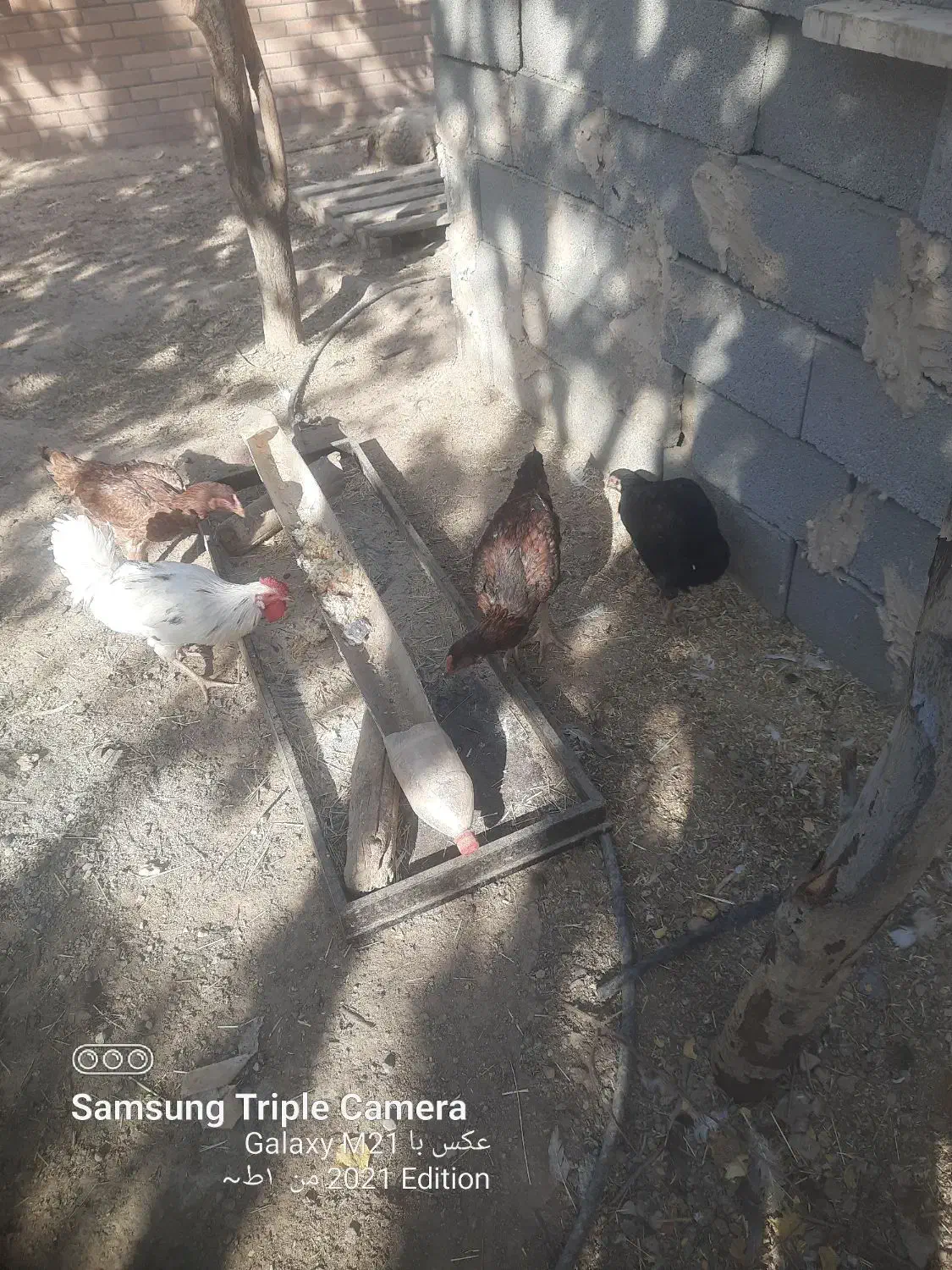 مرغ و خروس لاری|حیوانات مزرعه|پاکدشت, پاکدشت (مامازند)|دیوار