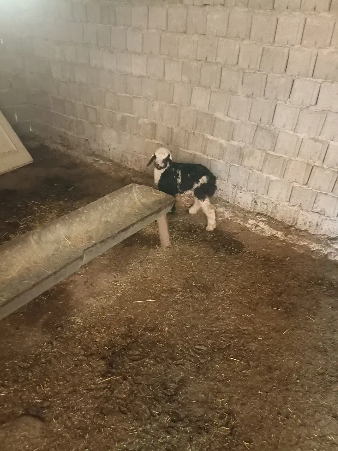 میش بابره|حیوانات مزرعه|دهدشت, |دیوار