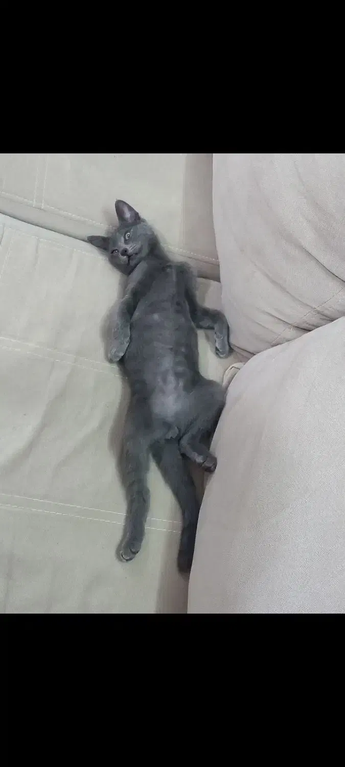 واگذاری گربه نژاد راشن بلو|گربه|لاهیجان, رجایی|دیوار