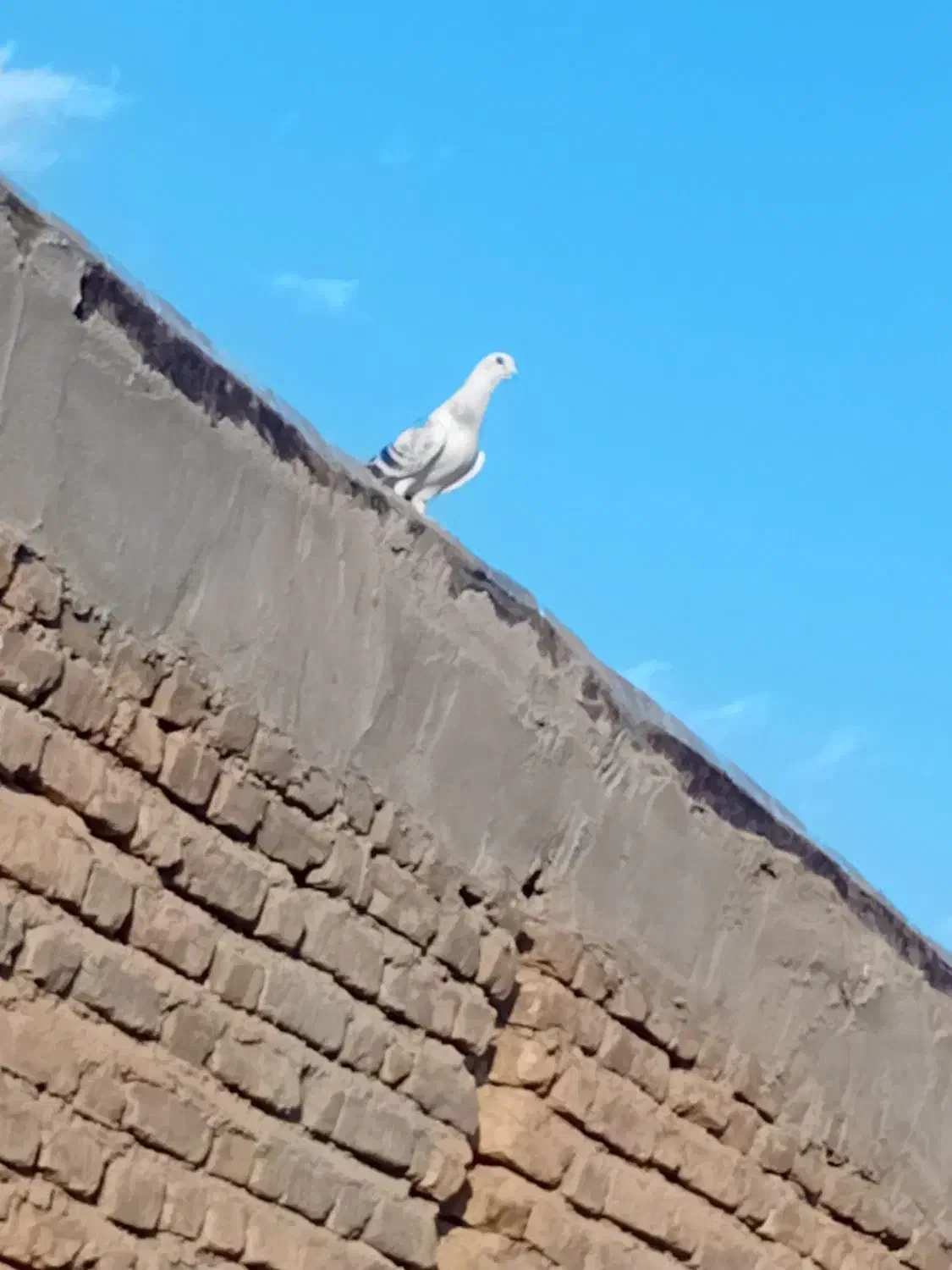 کفتر شامی|پرنده|سلامی, |دیوار