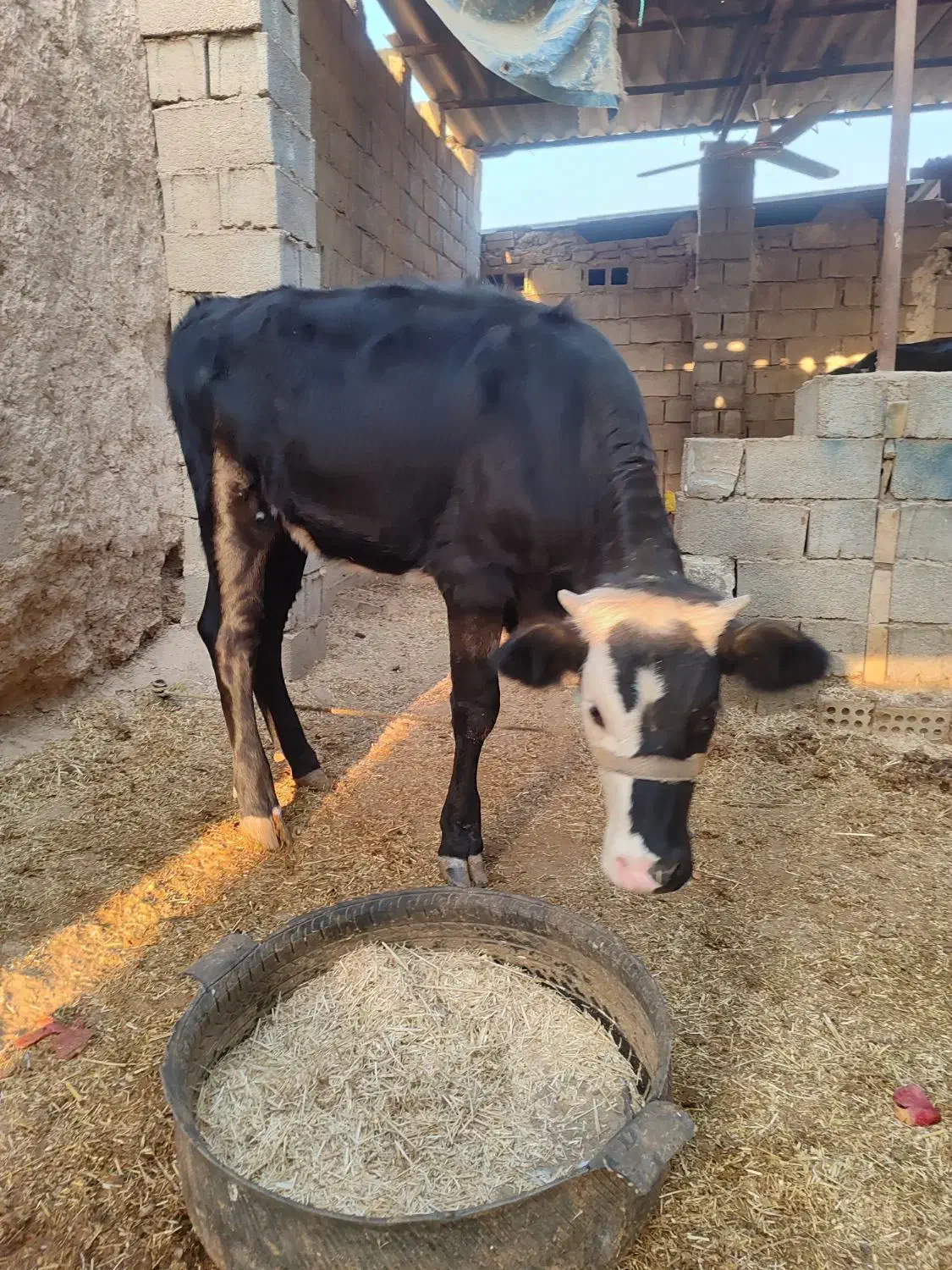 گوساله ماده سمینتال|حیوانات مزرعه|باوی, |دیوار