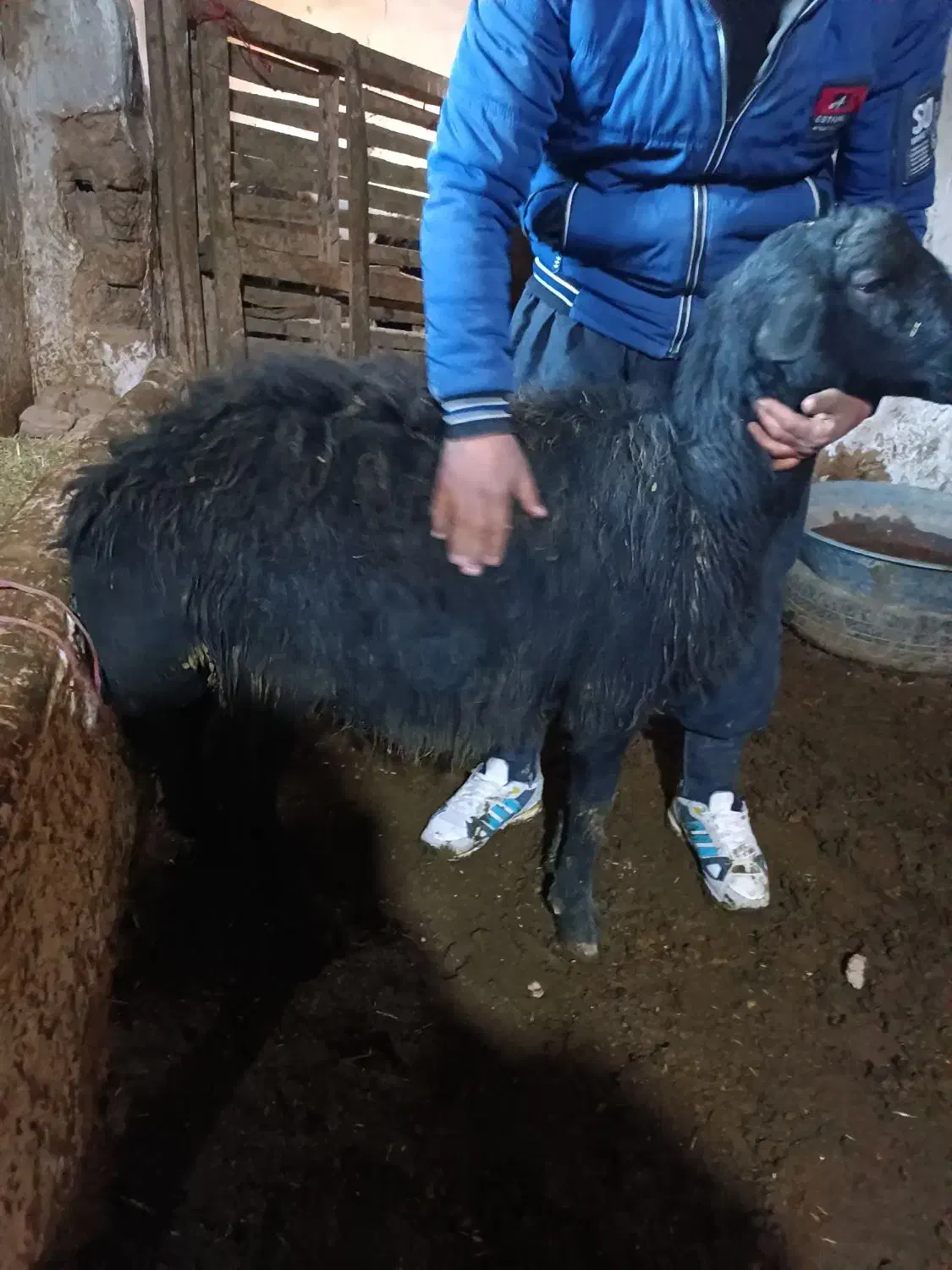 گوسفند بره قوچ قر قزل|حیوانات مزرعه|لالجین, |دیوار