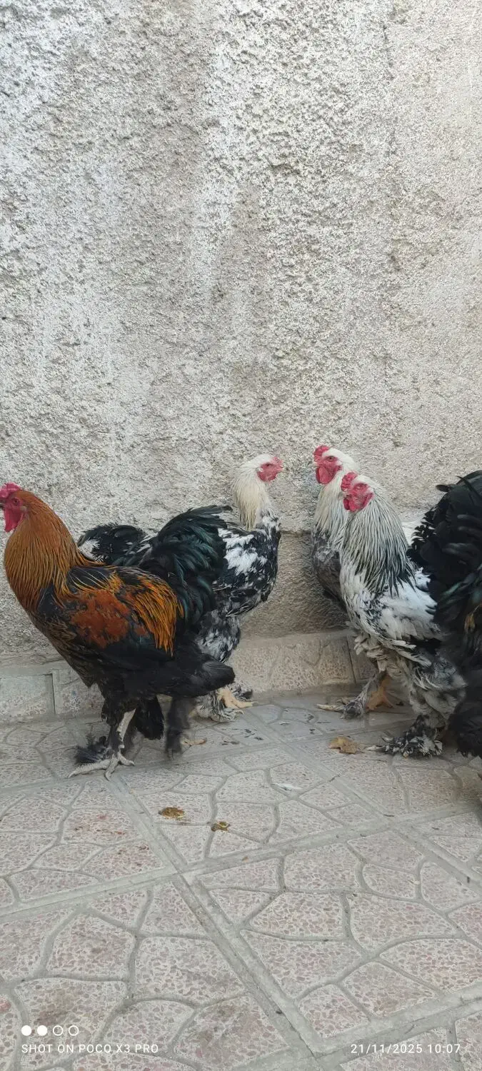 مرغ وخروس وتخم مرغ برهما|حیوانات مزرعه|پاکدشت, پاکدشت (مامازند)|دیوار
