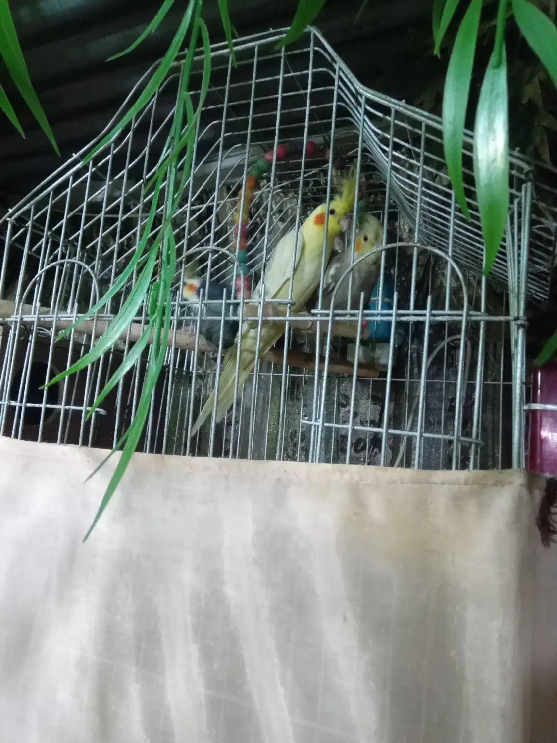 پرنده زینتی|پرنده|پاکدشت, پاکدشت (مامازند)|دیوار