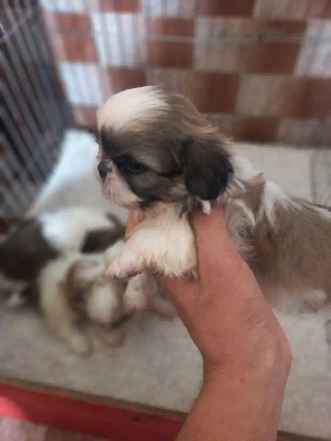 سگ های جیبی و مینیاتوری و گربه های خانگی|سگ|تبریز, |دیوار