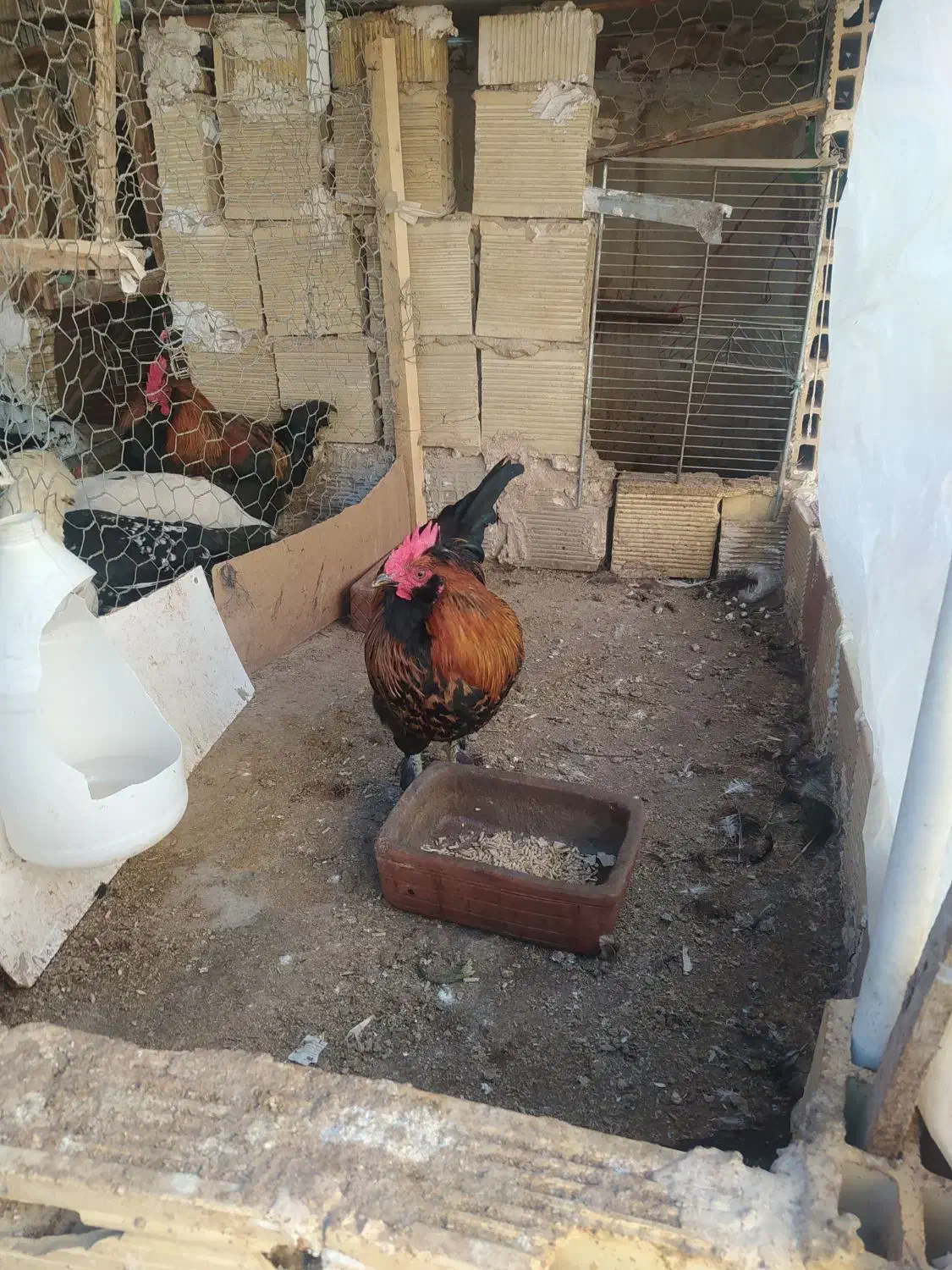 خروس|حیوانات مزرعه|ابریشم, |دیوار