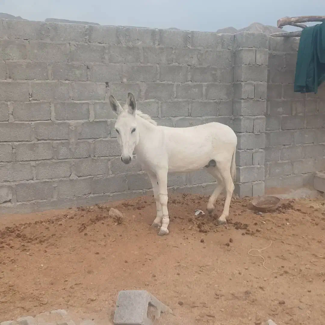 فروش الاغ زرنگ|حیوانات مزرعه|صحرای باغ, |دیوار