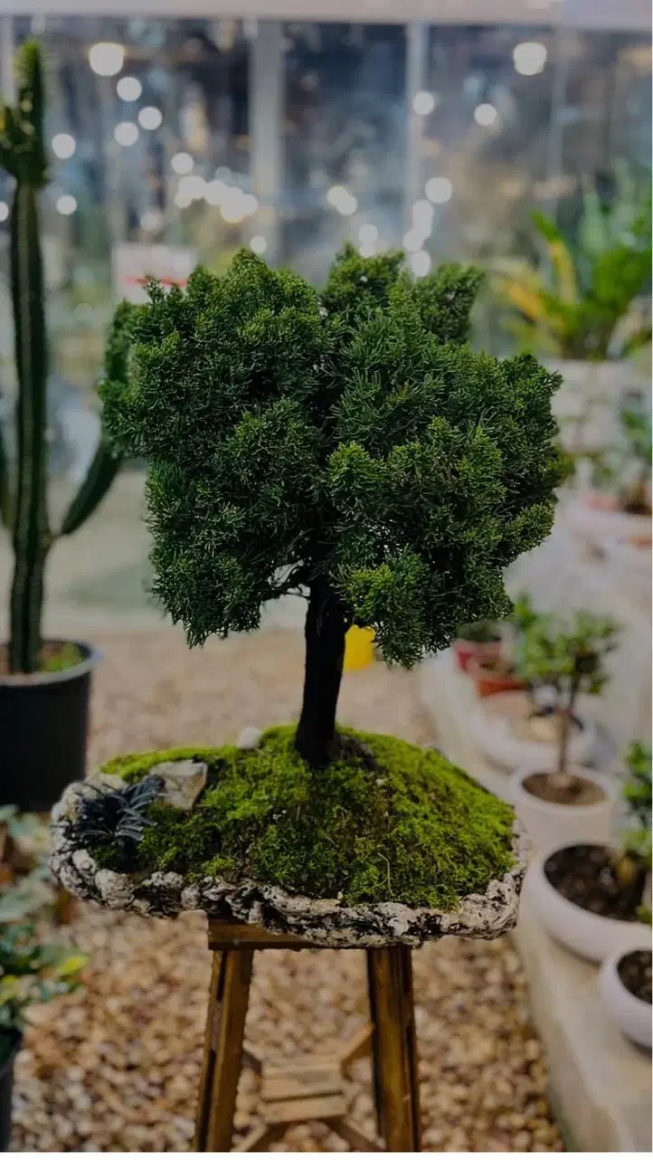 بنسای کلکسیونی|گل و گیاه طبیعی|شیراز, قصرالدشت|دیوار