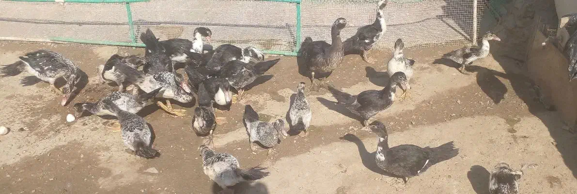 اردک خارجی|حیوانات مزرعه|هامون, |دیوار