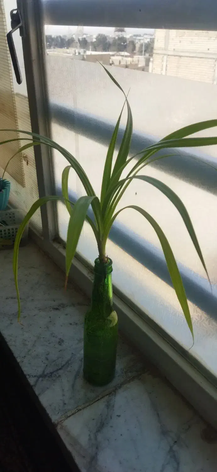 قلمه|گل و گیاه طبیعی|کرج, حصارک بالا|دیوار